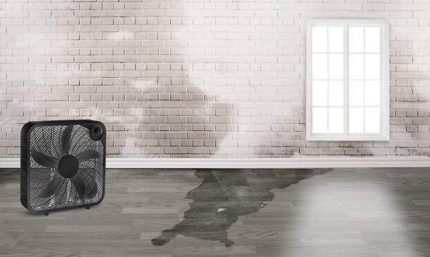 Best Sewage cleanup and water damage restoration  in Louisvle, IL